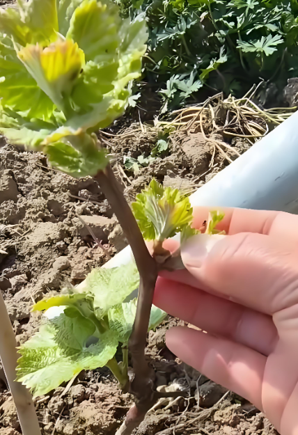 葡萄种植管理 葡萄种植管理