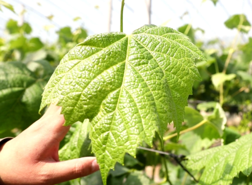 早熟葡萄防灰霉，全程防控方案！