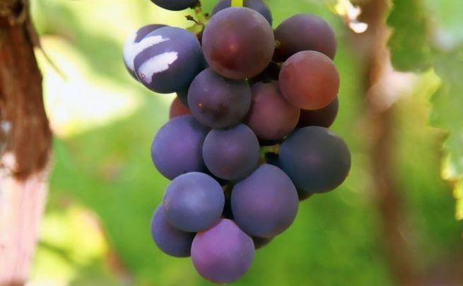 巨峰葡萄种植全攻略：从选苗到采收，新手也能会!