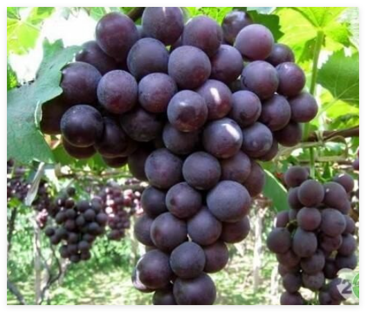 巨峰要不要二次膨大？分清有籽无籽就懂了