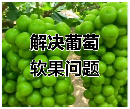 葡萄管理 葡萄管理