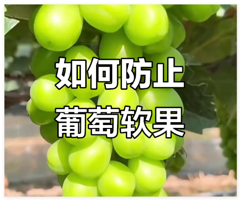 葡萄软果不用愁，抓好这几点就够了！