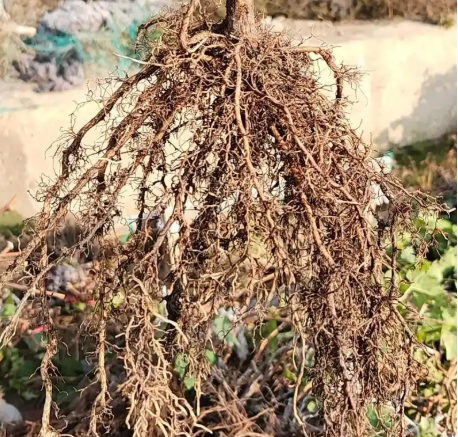 葡萄种植