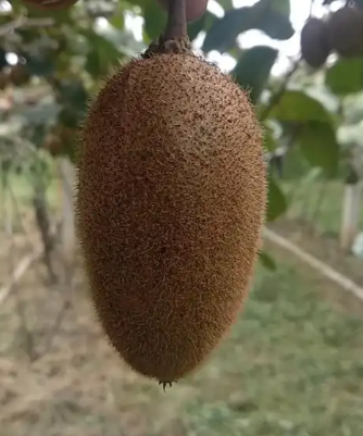 猕猴桃种植技术 猕猴桃种植技术
