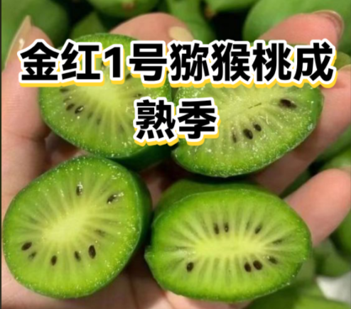 猕猴桃9月管理 猕猴桃9月管理