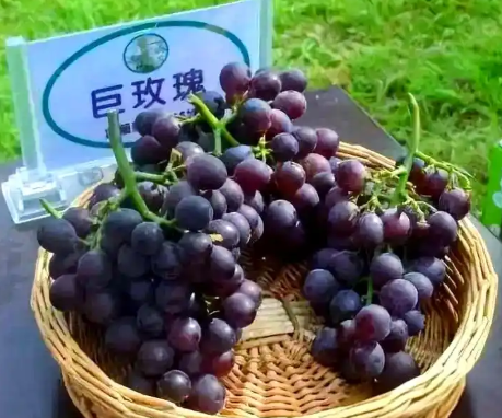 葡萄种植 葡萄种植